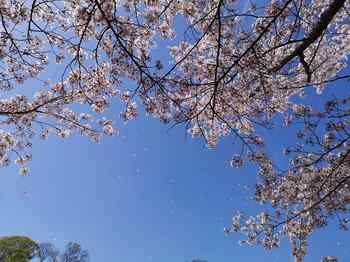 桜吹雪.jpg